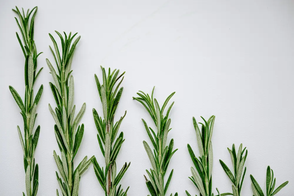 How product growth creates value
